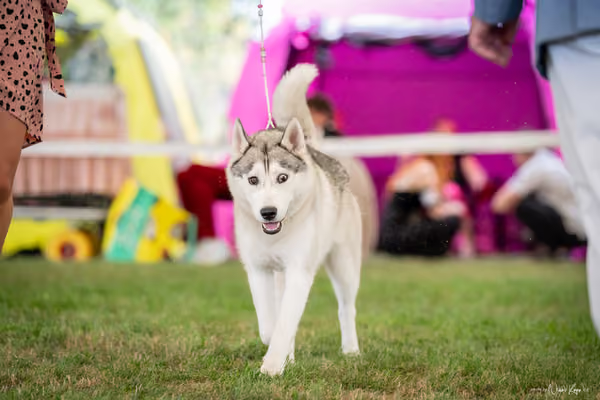 CACIB Mladá Boleslav – Sibiřský husky