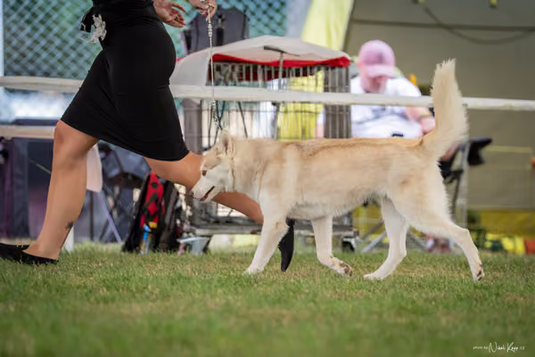 CACIB Mladá Boleslav – Sibiřský husky