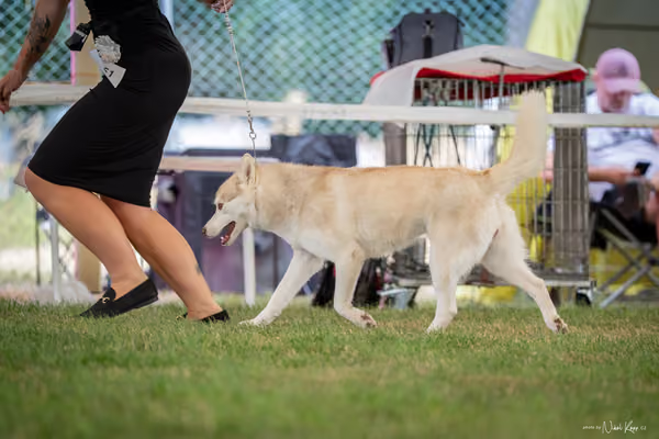 CACIB Mladá Boleslav – Sibiřský husky