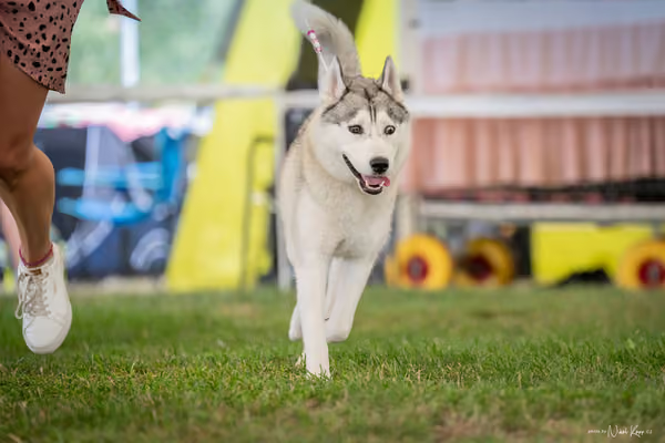 CACIB Mladá Boleslav – Sibiřský husky