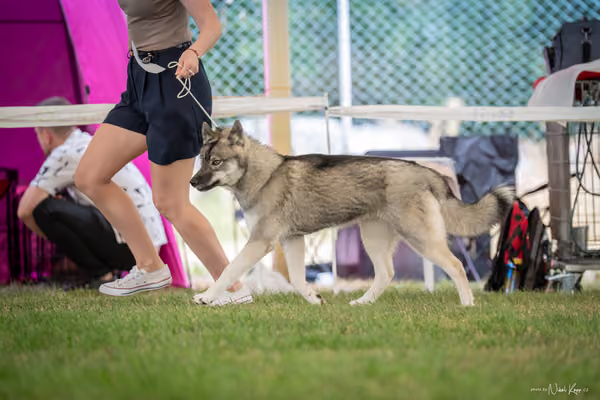 CACIB Mladá Boleslav – Sibiřský husky