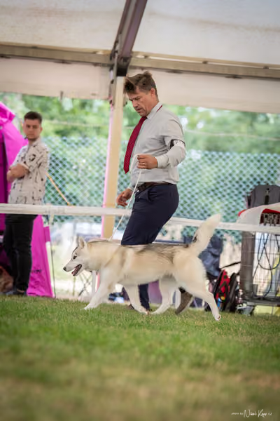 CACIB Mladá Boleslav – Sibiřský husky