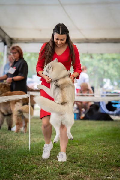 CACIB Mladá Boleslav – Sibiřský husky