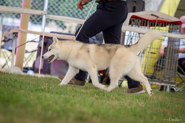 CACIB Mladá Boleslav – Sibiřský husky