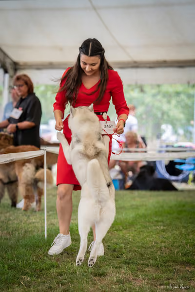 CACIB Mladá Boleslav – Sibiřský husky