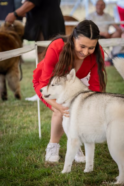 CACIB Mladá Boleslav – Sibiřský husky