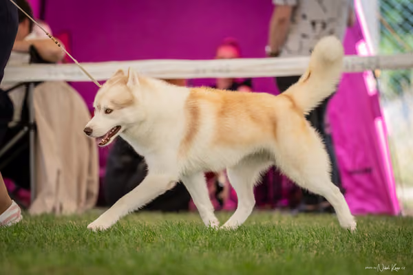 CACIB Mladá Boleslav – Sibiřský husky