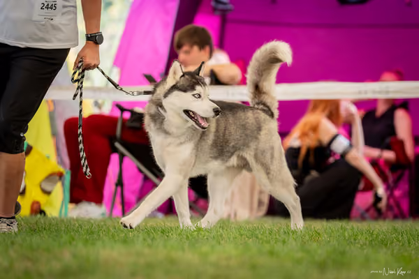 CACIB Mladá Boleslav – Sibiřský husky