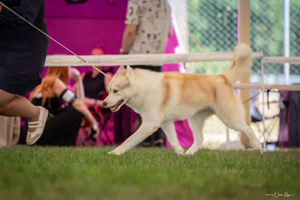 CACIB Mladá Boleslav – Sibiřský husky