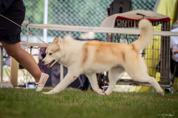 CACIB Mladá Boleslav – Sibiřský husky