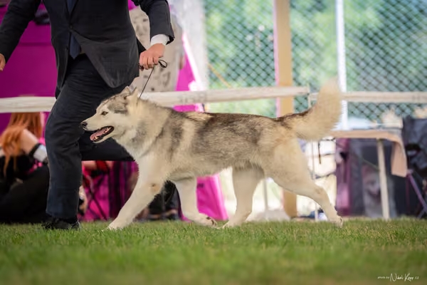 CACIB Mladá Boleslav – Sibiřský husky