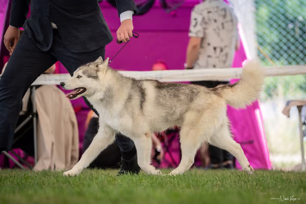 CACIB Mladá Boleslav – Sibiřský husky