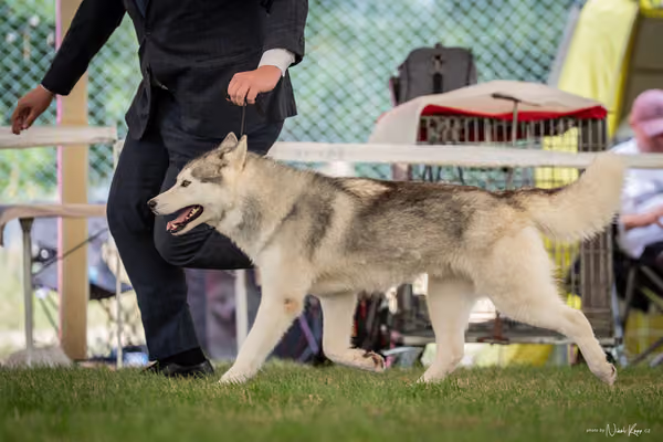CACIB Mladá Boleslav – Sibiřský husky