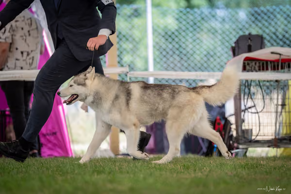 CACIB Mladá Boleslav – Sibiřský husky