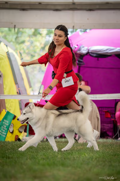 CACIB Mladá Boleslav – Sibiřský husky