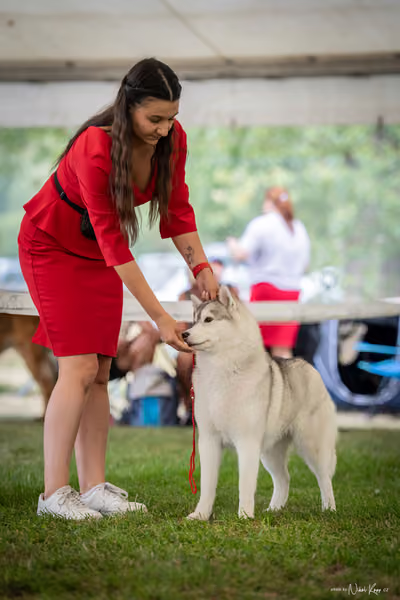 CACIB Mladá Boleslav – Sibiřský husky