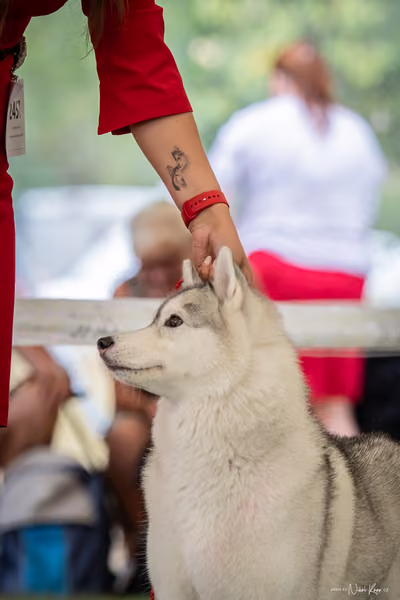 CACIB Mladá Boleslav – Sibiřský husky
