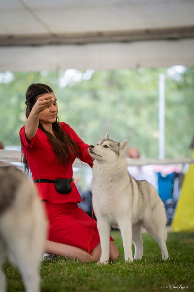 CACIB Mladá Boleslav – Sibiřský husky