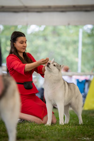 CACIB Mladá Boleslav – Sibiřský husky