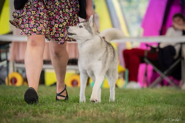 CACIB Mladá Boleslav – Sibiřský husky