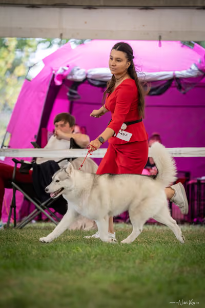 CACIB Mladá Boleslav – Sibiřský husky