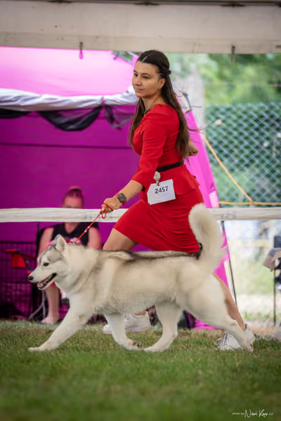 CACIB Mladá Boleslav – Sibiřský husky