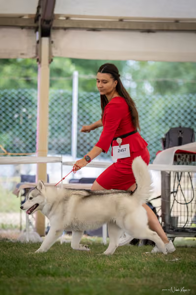 CACIB Mladá Boleslav – Sibiřský husky