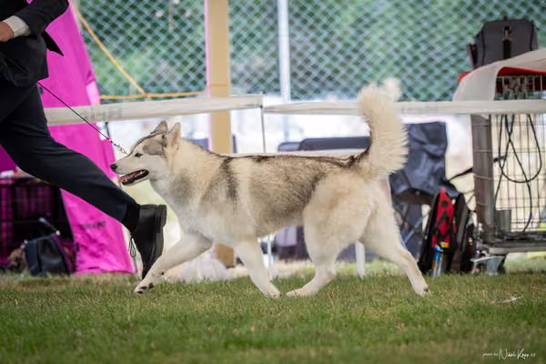 CACIB Mladá Boleslav – Sibiřský husky