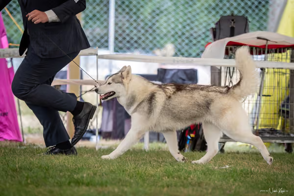 CACIB Mladá Boleslav – Sibiřský husky