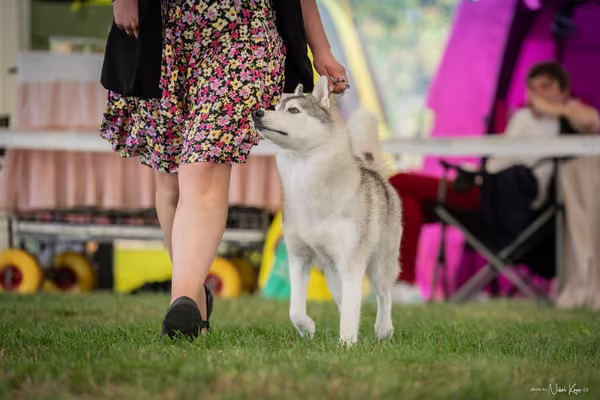 CACIB Mladá Boleslav – Sibiřský husky