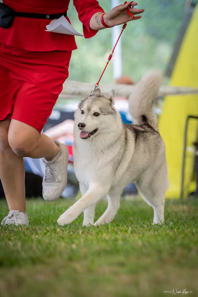 CACIB Mladá Boleslav – Sibiřský husky