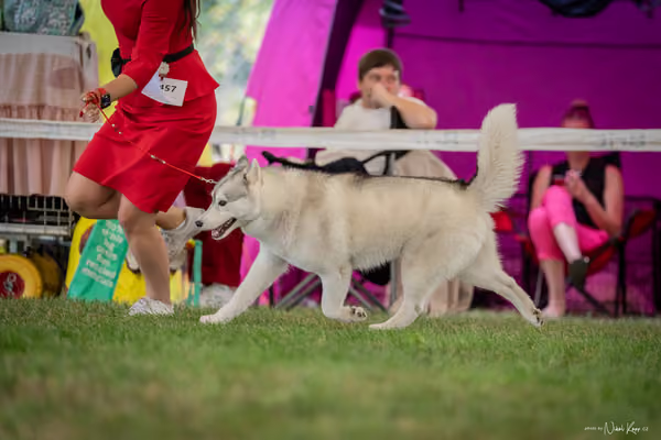 CACIB Mladá Boleslav – Sibiřský husky