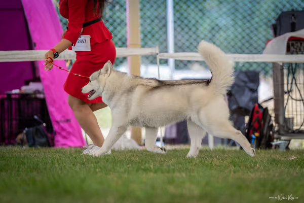 CACIB Mladá Boleslav – Sibiřský husky