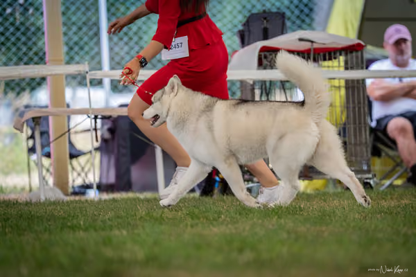 CACIB Mladá Boleslav – Sibiřský husky