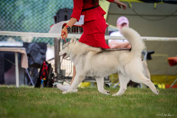 CACIB Mladá Boleslav – Sibiřský husky