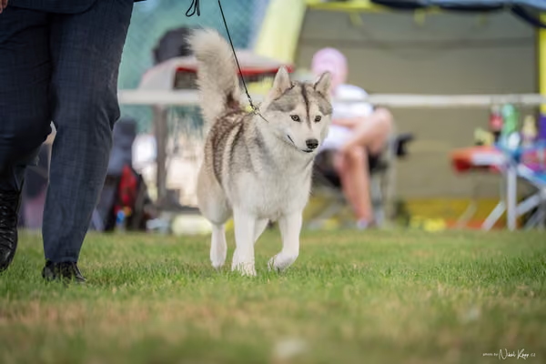 CACIB Mladá Boleslav – Sibiřský husky