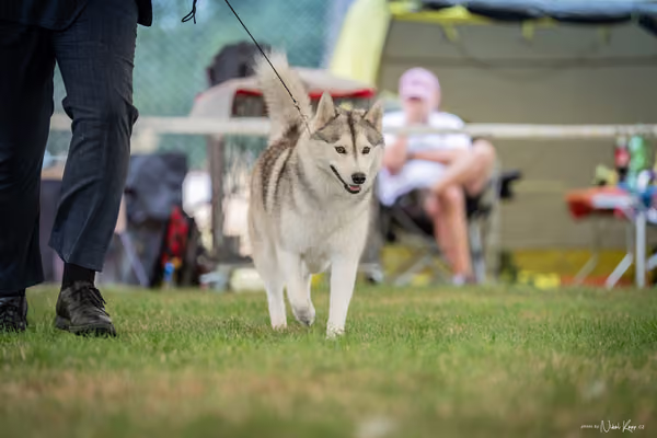 CACIB Mladá Boleslav – Sibiřský husky