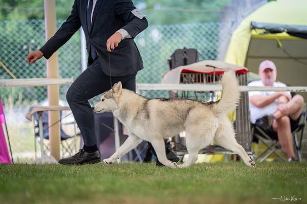 CACIB Mladá Boleslav – Sibiřský husky