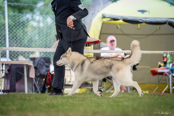 CACIB Mladá Boleslav – Sibiřský husky