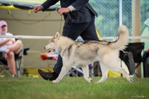CACIB Mladá Boleslav – Sibiřský husky