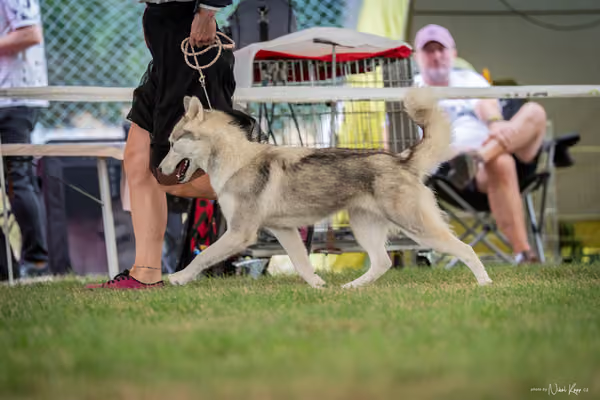 CACIB Mladá Boleslav – Sibiřský husky