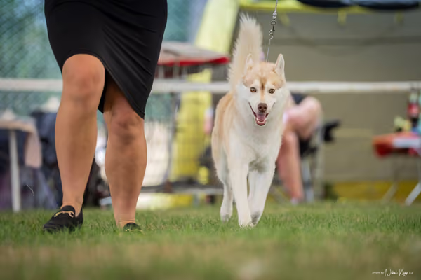 CACIB Mladá Boleslav – Sibiřský husky