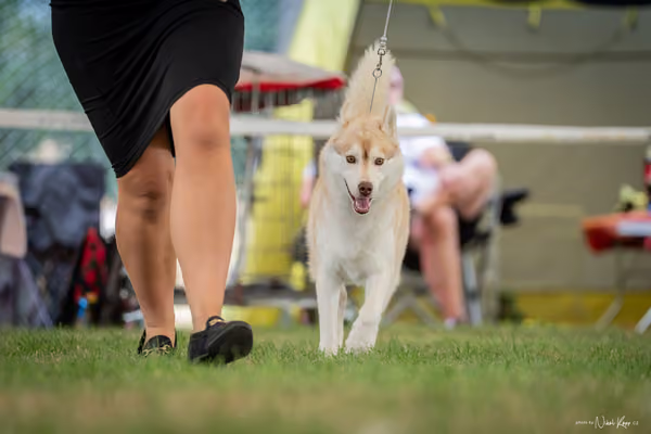 CACIB Mladá Boleslav – Sibiřský husky