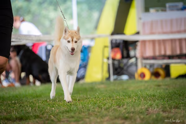 CACIB Mladá Boleslav – Sibiřský husky