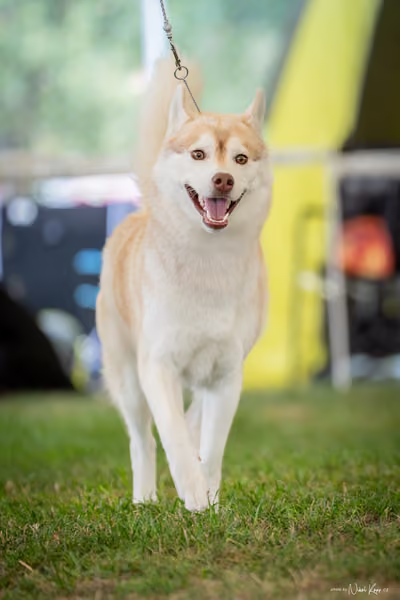 CACIB Mladá Boleslav – Sibiřský husky