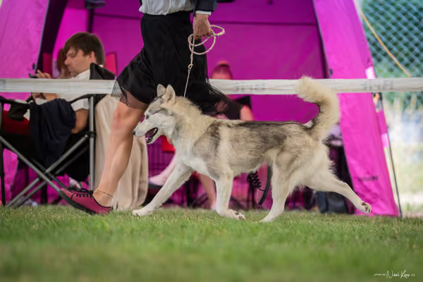 CACIB Mladá Boleslav – Sibiřský husky