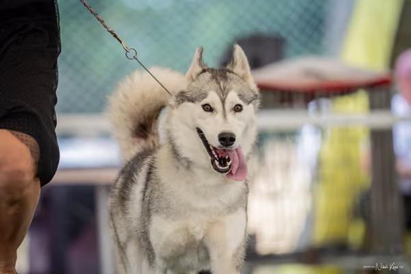 CACIB Mladá Boleslav – Sibiřský husky