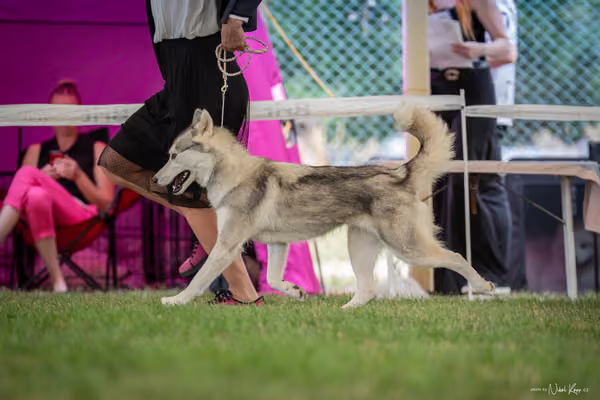 CACIB Mladá Boleslav – Sibiřský husky