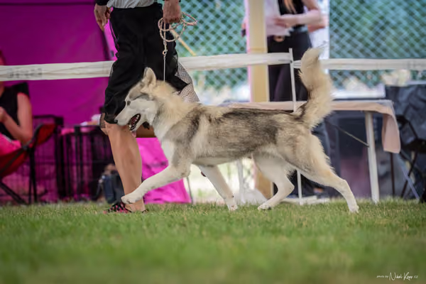 CACIB Mladá Boleslav – Sibiřský husky