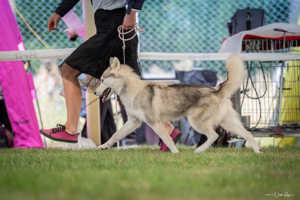 CACIB Mladá Boleslav – Sibiřský husky